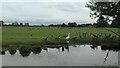 SJ9727 : Dozens of geese, east bank of the Trent & Mersey Canal by Christine Johnstone