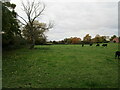 Grazing cattle, Potterhanworth