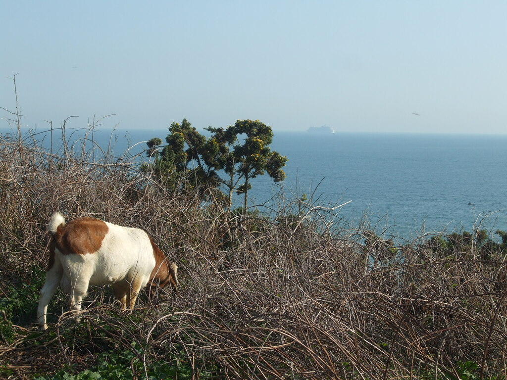 Goats On The Top Of The Cliffs © Neil Owen Geograph Britain And Ireland