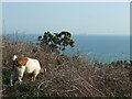 SZ1091 : Goats on the top of the cliffs by Neil Owen