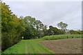 Field corner with a strip of maize for game cover