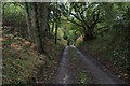 Essex Way in Cophedge Wood