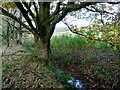 SD7411 : Oak Tree by an unnamed stream by Philip Platt