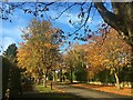 Autumn trees on Cavendish Avenue