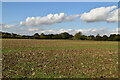 Arable field near Ash