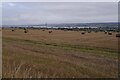 Stubble, Millcraig by Alness