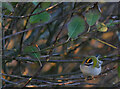 NU1342 : Firecrest (Regulus ignicapilla) at The Lough by James T M Towill