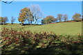 SO1202 : Trees in autumn on skyline, Darran Valley by M J Roscoe