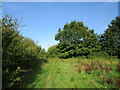 Footpath in a corner of a field