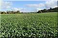 Long crop rows at Stoke Farthing