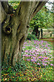 Haversham Churchyard