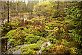 NH6257 : The side of the bog, Bogbuie Wood by Julian Paren