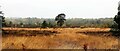 View NW from the Serpent Trail on Heyshott Common