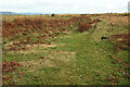 SX6770 : Bracken on Holne Moor by Derek Harper