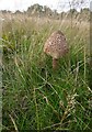 TQ1974 : Parasol mushroom, near Holly Lodge paddock by Stefan Czapski