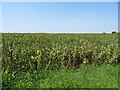 TF6013 : Crop field beside Watlington Road by JThomas
