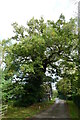 Large oak near Boxted Hall