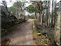 The track through the forest