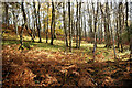 Woodland close to Loch Lundie