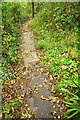 SX9165 : Carpeted path, Hele by Derek Harper