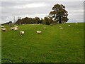 Sheep at Cudleigh Court Farm, Spetchley