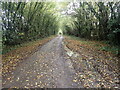 An autumnal lane seen from the Greensand Way