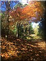 Autumn colour in Whinfell Quarry Gardens