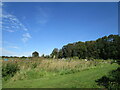 Allotments at Thorpe Malsor