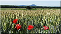 Poppies & wheat field off Adeney Road, Edgmond & view to The Wrekin