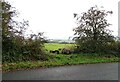 Roadside hedge on Knitsley Lane