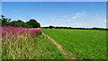 Willowherbs by path near Edgmond Hall