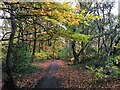 Autumnal colours in New Hall Wood