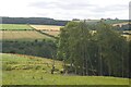 Trees, Littldeanlees