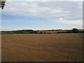 Sown field near New Lodge Farm