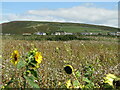 SS4187 : Rhossili - Sunflower Field by Colin Smith