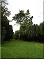 Trees in the churchyard, Broughton