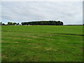 Grazing near Darwood Farm