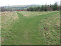 Path fork in Kerse woodland