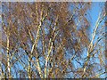 NT2470 : Birch branches catching the sun by M J Richardson