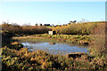 NY9375 : Wild-fowling pond near Swin Burn by Andrew Curtis