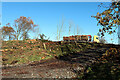 NY9376 : Tree felling east of Barrasford Park by Andrew Curtis