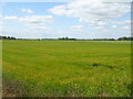 Cereal crop off Hurnbridge Road