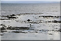 NO6541 : Heron fishing intertidal pools near Whiting Ness, Arbroath by Andrew Diack