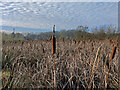 Reed bed at the Mossdale Meadows