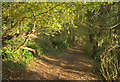 Path, Occombe Valley Woods