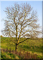 Winter tree near Childerditch Church