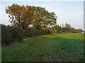 Footpath on arable field margin, Little Warley