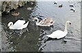 Swans and cygnet, Faversham