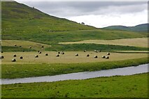 NT3521 : Round bales and the Ettrick Water by Richard Webb