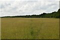 Indistinct path across a meadow